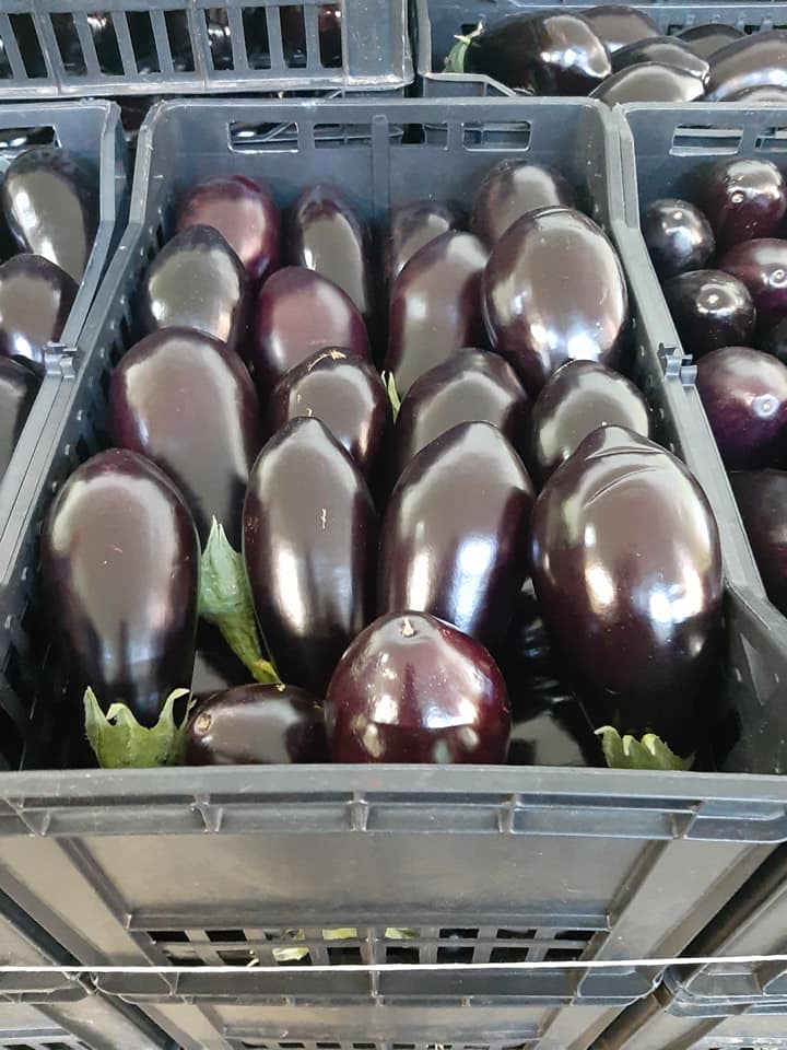 AUBERGINE ANTONELLA