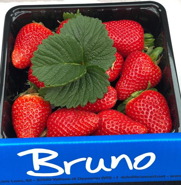 FRAISE ANTONELLA