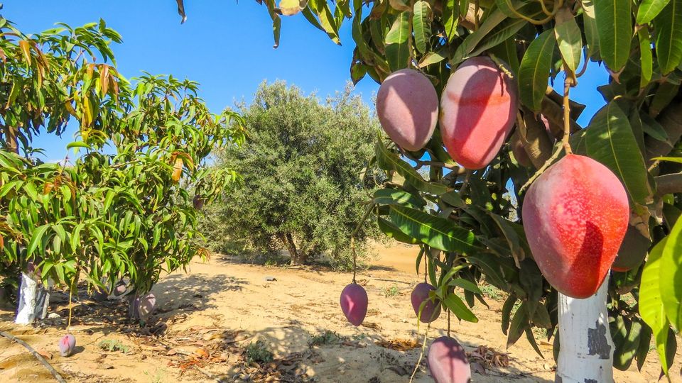 MANGUE ANTONELLA