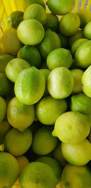 CITRON ANTONELLA